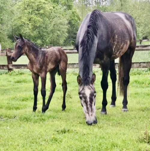 TOULOUSE AND FILLY - MAY 2021